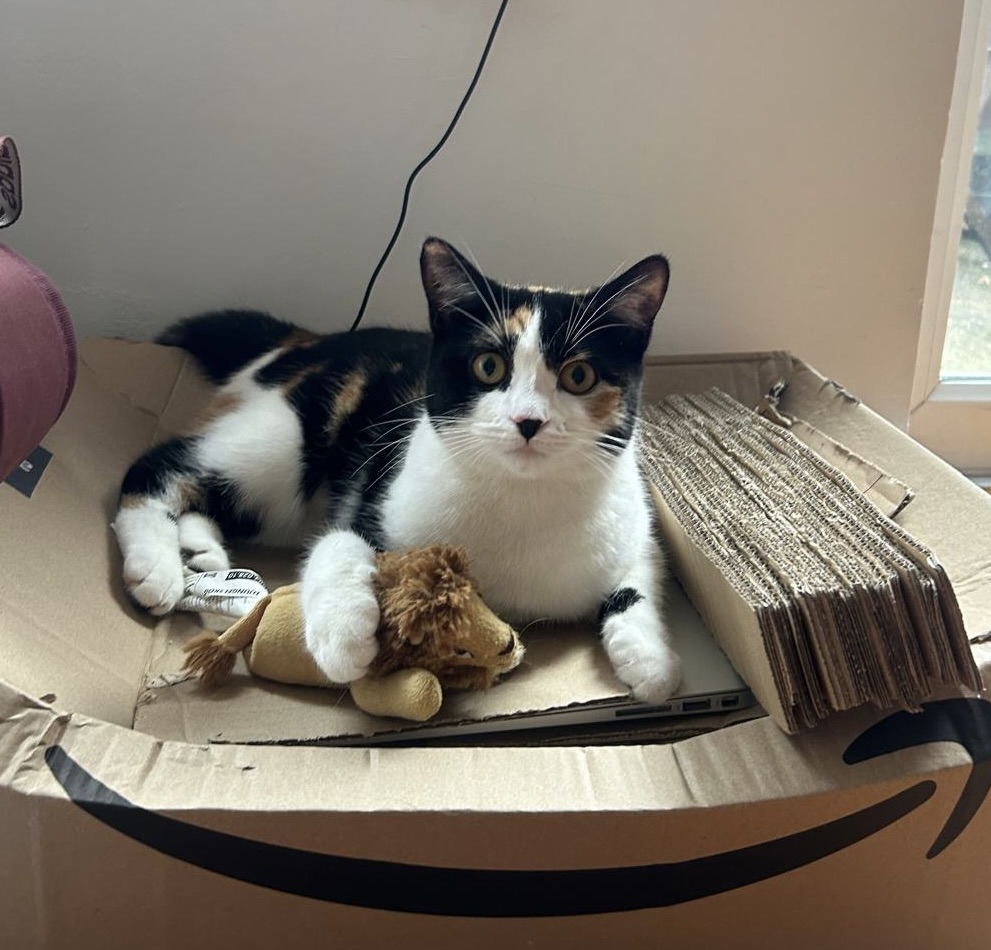 Lou the cat